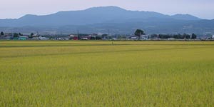 ��������ƌ��R